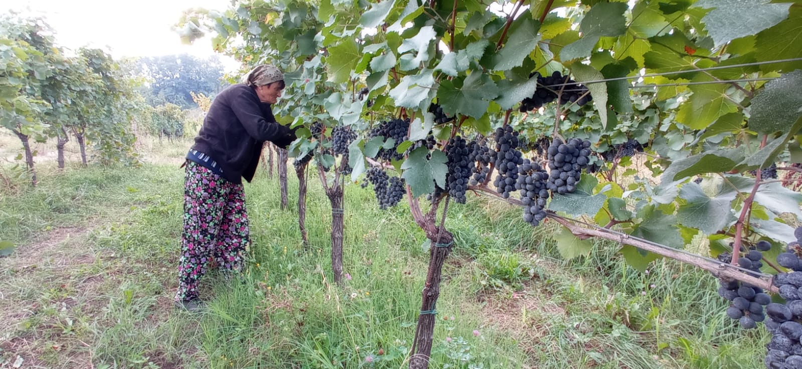 Cigognola Vineyard